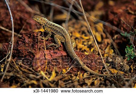 Lava lizard, Microlophus spp Rabida island Islas Galapagos Ecuador View Large Photo Image Stock Image - Lava lizard, Microlophus spp Rabida island Islas Galapagos Ecuador. Fotosearch