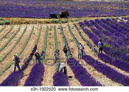Lavandula angustifolia manual harvesting for bunch at Ferrassieres, Drome department, region of Rhone-Alpes, France, Europe View Large Photo Image Stock Image - Lavandula angustifolia manual harvesting for bunch at Ferrassieres, Drome department, region of Rhone-Alpes, France, Europe. Fotosearch