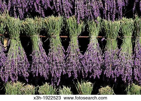 Lavandula angustifolia manual harvesting for bunch, Drome department, region of Rhone-Alpes, France, Europe View Large Photo Image Stock Image - Lavandula angustifolia manual harvesting for bunch, Drome department, region of Rhone-Alpes, France, Europe. Fotosearch