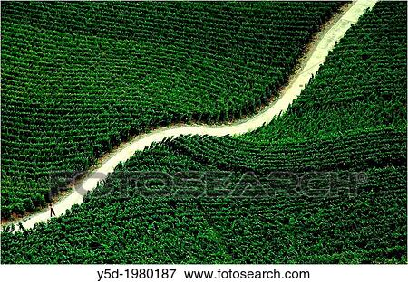 Lavaux vineyards seen from above, canton Vaud, Switzerland, UNESCO heritage View Large Photo Image Stock Photo - Lavaux vineyards seen from above, canton Vaud, Switzerland, UNESCO heritage. Fotosearch