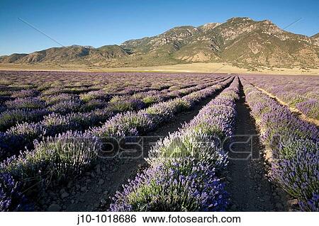 Stock Photograph - Lavender at young family farm, Mona, Utah, USA. Fotosearch