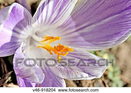 Lavender crocus Veiwing interior of an opening lavender striped crocus View Large Photo Image Picture - Lavender crocus Veiwing interior of an opening lavender striped crocus. Fotosearch