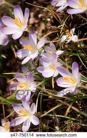 Lavender Crocuses. Crocus tommasinianus Barr's Purple. March 2007, Maryland, USA View Large Photo Image Picture - Lavender Crocuses. Crocus tommasinianus Barr's Purple. March 2007, Maryland, USA. Fotosearch