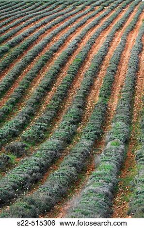 Lavender crops. View Large Photo Image Stock Photograph - Lavender crops.. Fotosearch