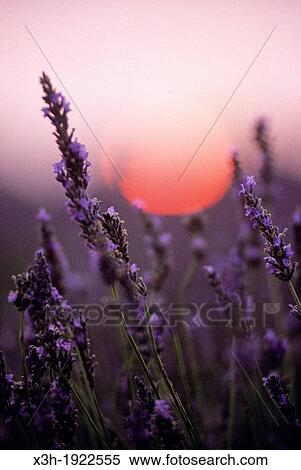 Stock Photography - lavender field at sunset, Drome department, region of Rhone-Alpes, France, Europe. Fotosearch
