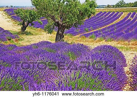 Lavender field, France, Provence, Valensole View Large Photo Image Stock Image - Lavender field, France, Provence, Valensole. Fotosearch