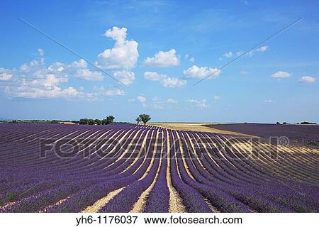 Lavender field, France, Provence, Valensole View Large Photo Image Stock Photo - Lavender field, France, Provence, Valensole. Fotosearch
