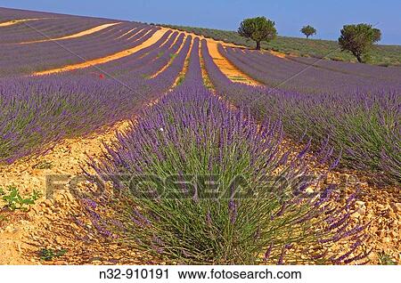Lavender field in full blossom at Valensole plateau. Alpes-de-Haute-Provence, France View Large Photo Image Stock Image - Lavender field in full blossom at Valensole plateau. Alpes-de-Haute-Provence, France. Fotosearch