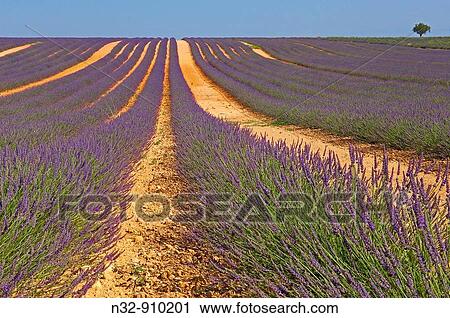 Lavender field in full blossom at Valensole plateau. Alpes-de-Haute-Provence, France View Large Photo Image Stock Image - Lavender field in full blossom at Valensole plateau. Alpes-de-Haute-Provence, France. Fotosearch