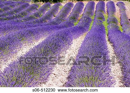 Stock Image - Lavender field in Provence, France. Fotosearch