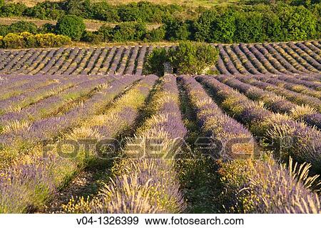 Lavender field in Provence, France, Europe View Large Photo Image Stock Photo - Lavender field in Provence, France, Europe. Fotosearch