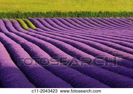 lavender; field; kent; england; uk. View Large Photo Image Stock Image - lavender; field; kent; england; uk.. Fotosearch