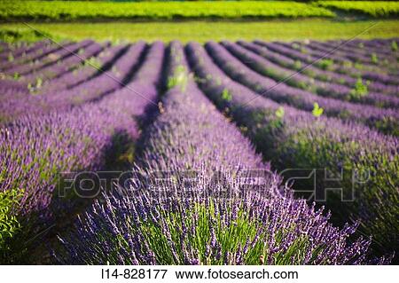 Lavender field, Provence, France View Large Photo Image Stock Photo - Lavender field, Provence, France. Fotosearch