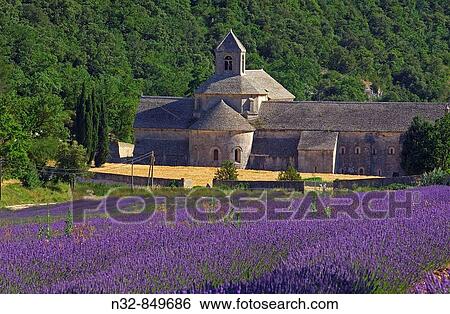 Lavender fields and Senanque abbey, Gordes, Vaucluse, Provence, France View Large Photo Image Stock Photograph - Lavender fields and Senanque abbey, Gordes, Vaucluse, Provence, France. Fotosearch