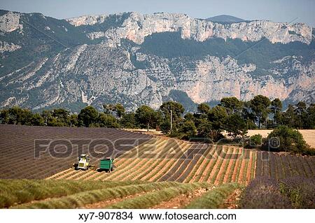 Lavender fields near the Gorges Du Verdon in the Provence region of France View Large Photo Image Picture - Lavender fields near the Gorges Du Verdon in the Provence region of France. Fotosearch