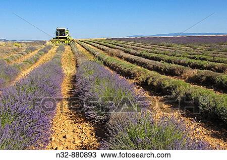 Lavender harvest in July at Valensole plateau. Alpes-de-Haute-Provence, France View Large Photo Image Stock Image - Lavender harvest in July at Valensole plateau. Alpes-de-Haute-Provence, France. Fotosearch