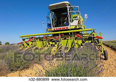 Lavender harvest in July at Valensole plateau. Alpes-de-Haute-Provence, France View Large Photo Image Stock Photo - Lavender harvest in July at Valensole plateau. Alpes-de-Haute-Provence, France. Fotosearch