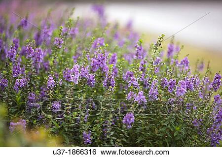 Lavender. Image taken at Taipei, Taiwan. View Large Photo Image Stock Photograph - Lavender. Image taken at Taipei, Taiwan.. Fotosearch