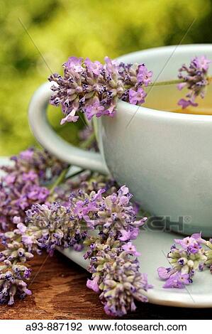 Stock Image - Lavender infusion (Lavandula officinalis). Fotosearch