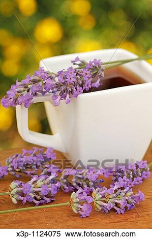 Lavender infusion View Large Photo Image Stock Photography - Lavender infusion. Fotosearch