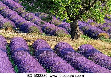 Lavender (Lavandula angustifolia) field with trees Valensole, Plateau de Valensole, Alpes-de-Haute-Provence, Provence-Alpes-Cote d? Azur, Provence, Provence, France. View Large Photo Image Stock Image - Lavender (Lavandula angustifolia) field with trees Valensole, Plateau de Valensole, Alpes-de-Haute-Provence, Provence-Alpes-Cote d? Azur, Provence, Provence, France.. Fotosearch