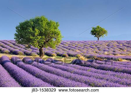 Lavender (Lavandula angustifolia) field with trees Valensole, Plateau de Valensole, Alpes-de-Haute-Provence, Provence-Alpes-Cote d? Azur, Provence, Provence, France. View Large Photo Image Stock Photo - Lavender (Lavandula angustifolia) field with trees Valensole, Plateau de Valensole, Alpes-de-Haute-Provence, Provence-Alpes-Cote d? Azur, Provence, Provence, France.. Fotosearch