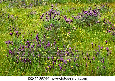 Lavender (Lavandula angustifolia) in a meadow in spring, Extremadura, Spain View Large Photo Image Picture - Lavender (Lavandula angustifolia) in a meadow in spring, Extremadura, Spain. Fotosearch