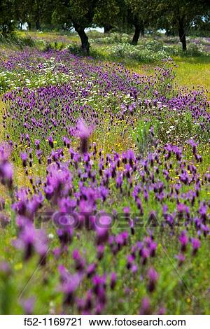 Stock Image - Lavender (Lavandula angustifolia) in a meadow in spring, Extremadura, Spain. Fotosearch