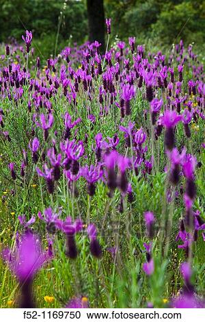 Lavender (Lavandula angustifolia) in a meadow in spring, Extremadura, Spain View Large Photo Image Stock Image - Lavender (Lavandula angustifolia) in a meadow in spring, Extremadura, Spain. Fotosearch