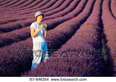 Lavender (Lavandula angustifolia), women standing in filed of Lavender, enjoying scent of Lavender, Vaucluse, Provence, France View Large Photo Image Picture - Lavender (Lavandula angustifolia), women standing in filed of Lavender, enjoying scent of Lavender, Vaucluse, Provence, France. Fotosearch