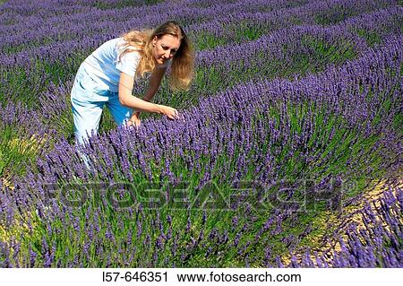 Lavender (Lavandula angustifolia), women standing in filed of Lavender, enjoying scent of Lavender, Vaucluse, Provence, France View Large Photo Image Stock Image - Lavender (Lavandula angustifolia), women standing in filed of Lavender, enjoying scent of Lavender, Vaucluse, Provence, France. Fotosearch