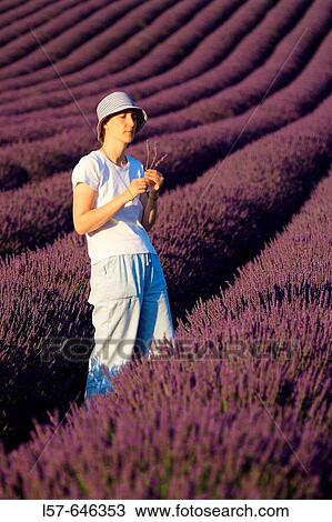 Lavender (Lavandula angustifolia), women standing in filed of Lavender, enjoying scent of Lavender, Vaucluse, Provence, France View Large Photo Image Stock Image - Lavender (Lavandula angustifolia), women standing in filed of Lavender, enjoying scent of Lavender, Vaucluse, Provence, France. Fotosearch