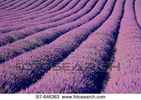 Lavender (Lavandula angustifolia) field, Vaucluse, Provence, France View Large Photo Image Stock Image - Lavender (Lavandula angustifolia) field, Vaucluse, Provence, France. Fotosearch