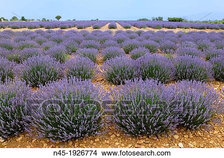 Lavender; Lavender Field; Landscape; Scenery; Provence; France. View Large Photo Image Picture - Lavender; Lavender Field; Landscape; Scenery; Provence; France.. Fotosearch
