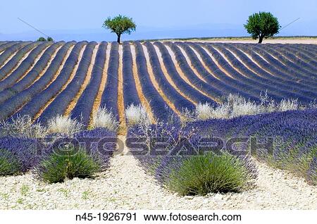 Lavender; Lavender Field; Landscape; Scenery; Provence; France. View Large Photo Image Stock Image - Lavender; Lavender Field; Landscape; Scenery; Provence; France.. Fotosearch