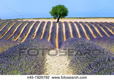 Stock Image - Lavender; Lavender Field; Landscape; Scenery; Provence; France.. Fotosearch