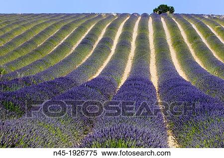 Lavender; Lavender Field; Landscape; Scenery; Provence; France. View Large Photo Image Stock Photography - Lavender; Lavender Field; Landscape; Scenery; Provence; France.. Fotosearch