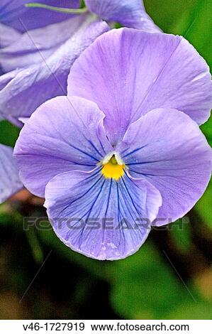 Lavender pansy in a public garden View Large Photo Image Stock Photo - Lavender pansy in a public garden. Fotosearch