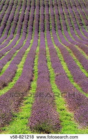 Lavender, Plateau d? Albion near Revest-du-Bion, Alpes-de-Haute-Provence, France View Large Photo Image Stock Photo - Lavender, Plateau d? Albion near Revest-du-Bion, Alpes-de-Haute-Provence, France. Fotosearch