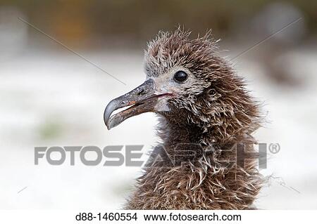 Picture - Laysan Albatross (Phoebastria immutabilis), young, Sand Island, Midway Atoll National Wildlife Refuge, Hawaii, USA. Fotosearch
