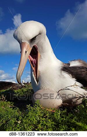 Laysan Albatross (Phoebastria immutabilis), Midway Atoll National Wildlife Refuge, Sand Island, Hawaii, USA View Large Photo Image Stock Image - Laysan Albatross (Phoebastria immutabilis), Midway Atoll National Wildlife Refuge, Sand Island, Hawaii, USA. Fotosearch