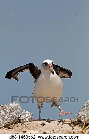 Laysan Albatross (Phoebastria immutabilis), Sand Island, Midway Atoll National Wildlife Refuge, Hawaii, USA View Large Photo Image Stock Image - Laysan Albatross (Phoebastria immutabilis), Sand Island, Midway Atoll National Wildlife Refuge, Hawaii, USA. Fotosearch