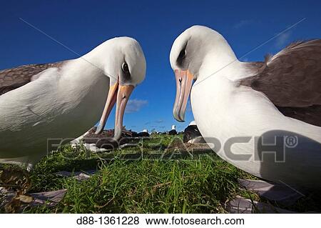 Laysan Albatross (Phoebastria immutabilis), Midway Atoll National Wildlife Refuge, Sand Island, Hawaii, USA View Large Photo Image Stock Photo - Laysan Albatross (Phoebastria immutabilis), Midway Atoll National Wildlife Refuge, Sand Island, Hawaii, USA. Fotosearch