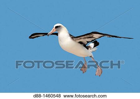Laysan Albatross (Phoebastria immutabilis), Sand Island, Midway Atoll National Wildlife Refuge, Hawaii, USA View Large Photo Image Stock Photo - Laysan Albatross (Phoebastria immutabilis), Sand Island, Midway Atoll National Wildlife Refuge, Hawaii, USA. Fotosearch