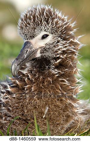 Laysan Albatross (Phoebastria immutabilis), young, Sand Island, Midway Atoll National Wildlife Refuge, Hawaii, USA View Large Photo Image Stock Photo - Laysan Albatross (Phoebastria immutabilis), young, Sand Island, Midway Atoll National Wildlife Refuge, Hawaii, USA. Fotosearch