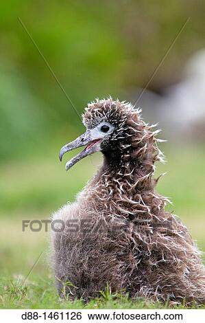 Laysan Albatross (Phoebastria immutabilis), young, Eastern Island, Midway Atoll National Wildlife Refuge, Hawaii, USA View Large Photo Image Stock Photograph - Laysan Albatross (Phoebastria immutabilis), young, Eastern Island, Midway Atoll National Wildlife Refuge, Hawaii, USA. Fotosearch