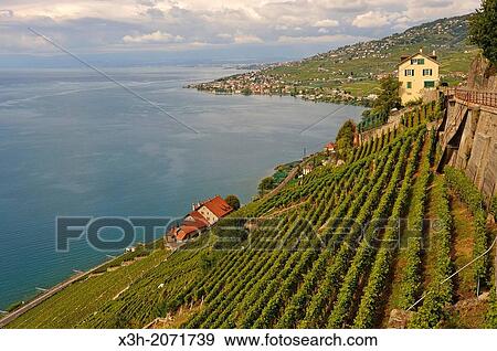 Le Dezaley, Vineyard terraces of Lavaux between Epesses and Rivaz on the bank of Leman Lake, around Lausanne, Canton of Vaud, Switzerland, Europe. View Large Photo Image Stock Photo - Le Dezaley, Vineyard terraces of Lavaux between Epesses and Rivaz on the bank of Leman Lake, around Lausanne, Canton of Vaud, Switzerland, Europe.. Fotosearch