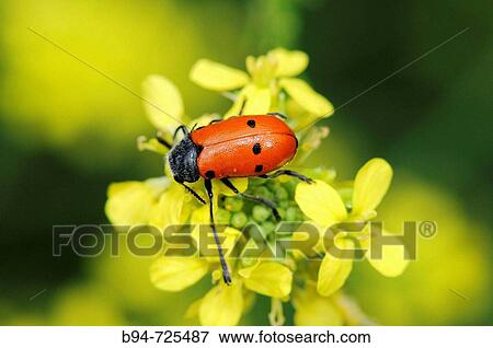 Stock Photo - Leaf beetle (Lachnaia vicina). Collserola park, Barcelona, Catalonia, Spain. Fotosearch