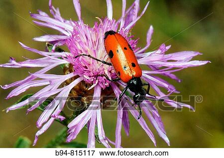 Stock Photo - Leaf Beetle (Lachnaia vicina). Collserola, Barcelona, Catalonia, Spain. Fotosearch