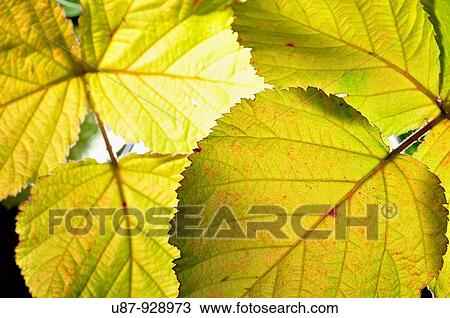 Leaf Close Up View Large Photo Image Stock Image - Leaf Close Up. Fotosearch
